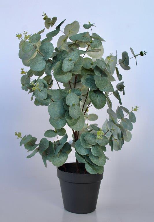 Medium Eucalyptus Plant In Pot